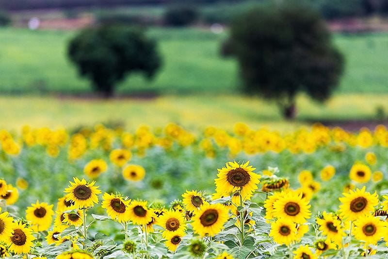 Sunflower Field Flora on Premium Canvas Print (Flora_03)