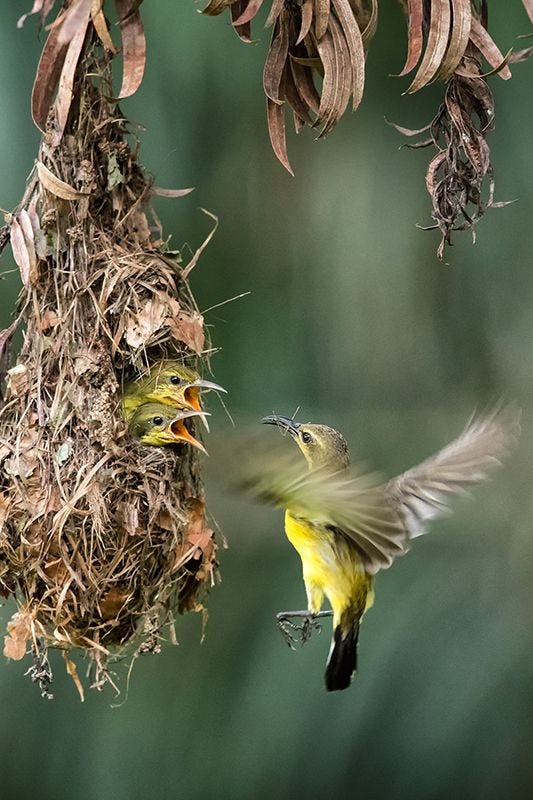 Birds Nesting Wildlife on Premium Canvas Print (Wildlife_03)