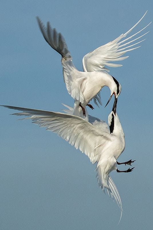 Terns in Flight Wildlife on Premium Canvas Print (Wildlife_04)