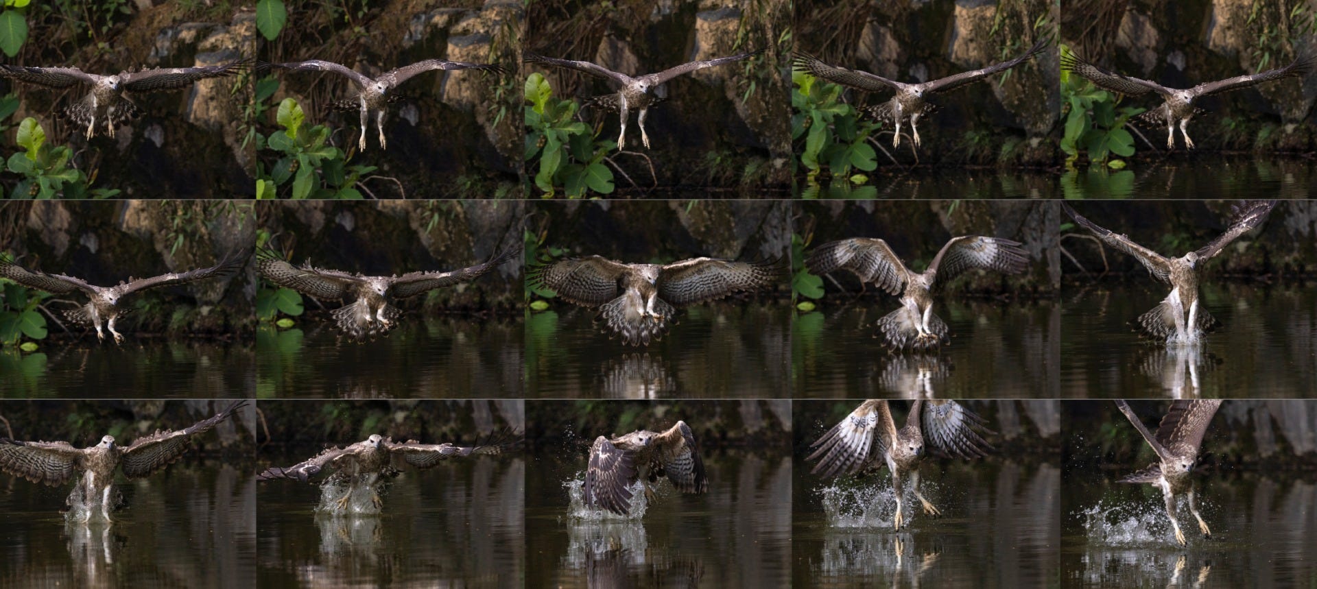 Juvenile Grey-headed Fish Eagle shot by Canon Photographer William Tan using Canon EOS R6