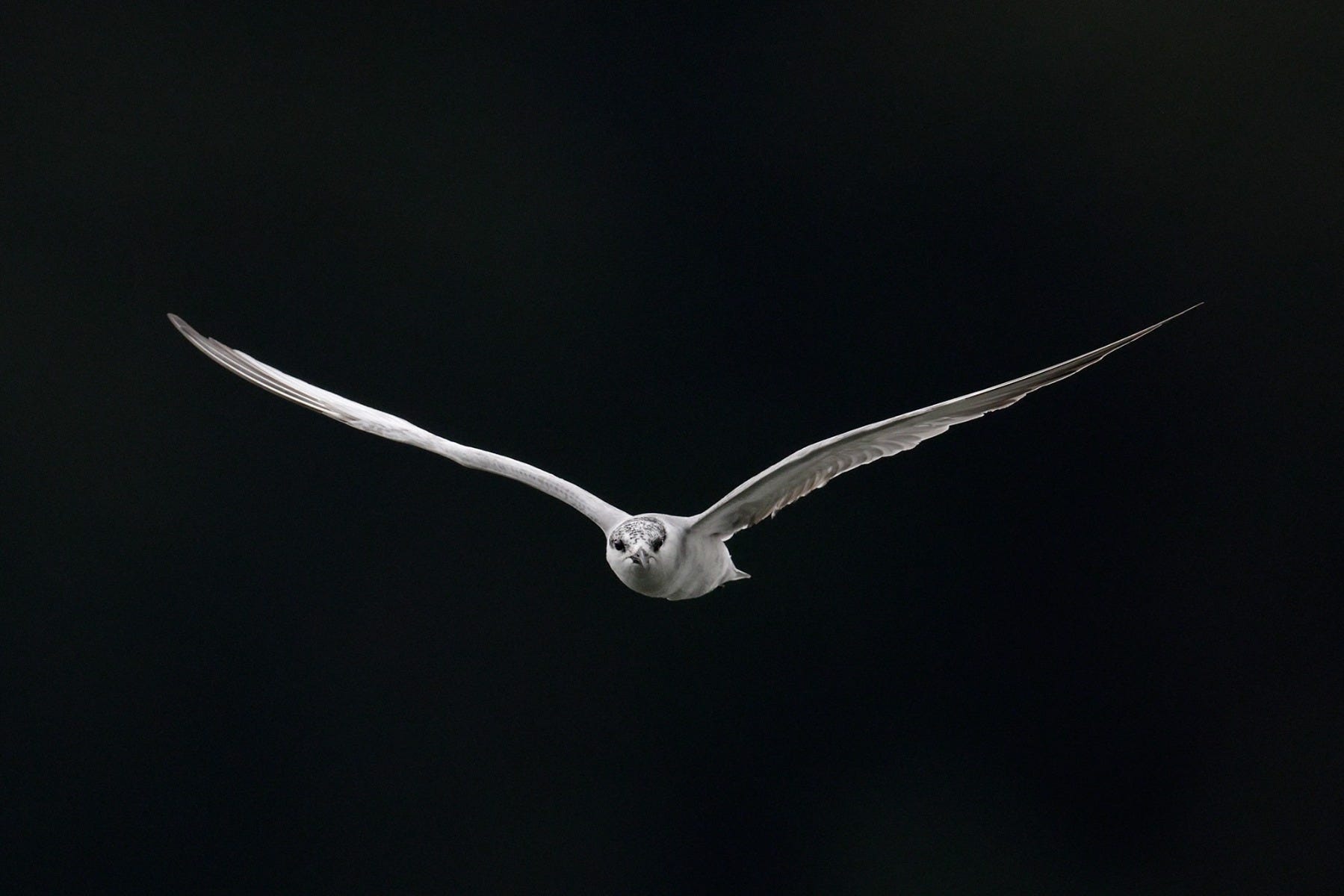 White bird shot by Canon Photographer William Tan using Canon EOS R6