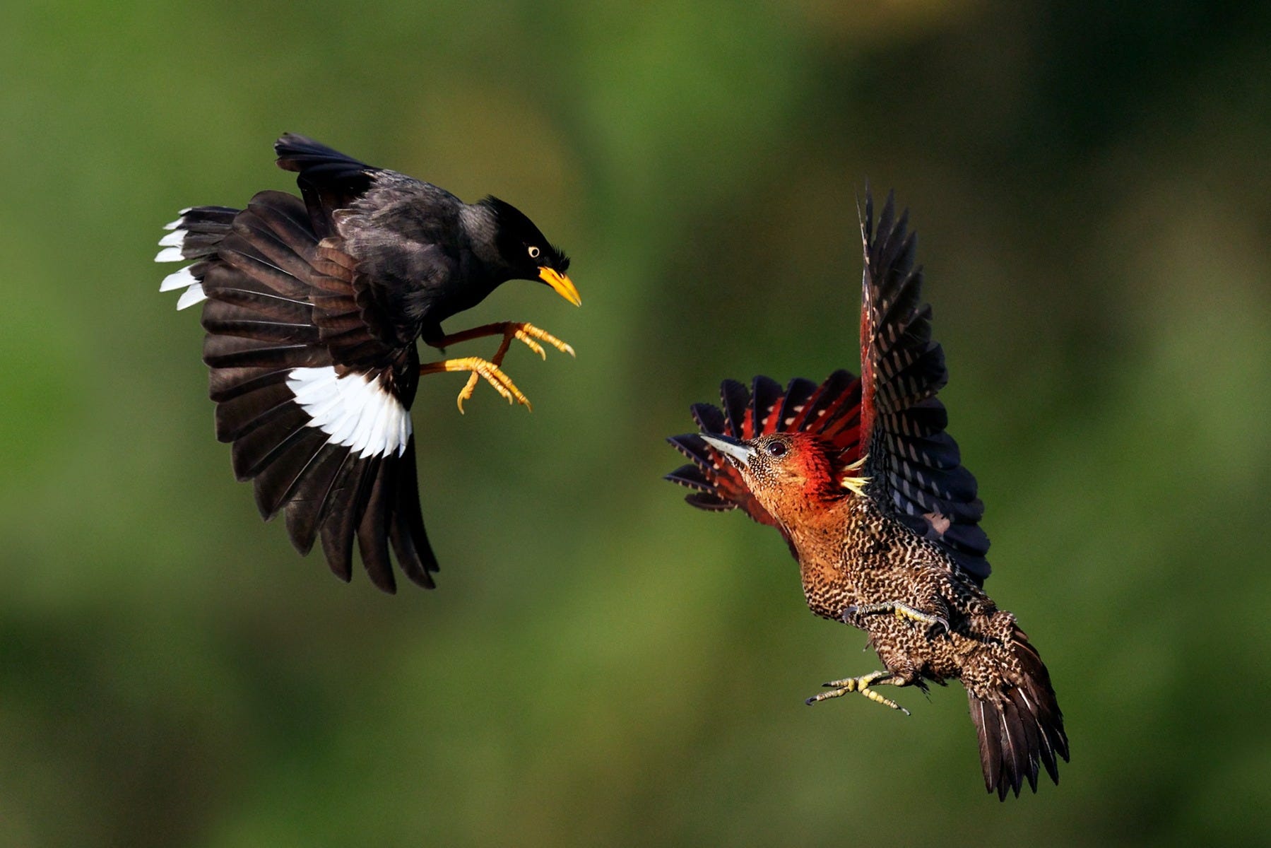 Birds in aerial fight shot by Canon Photographer William Tan using Canon EOS R6