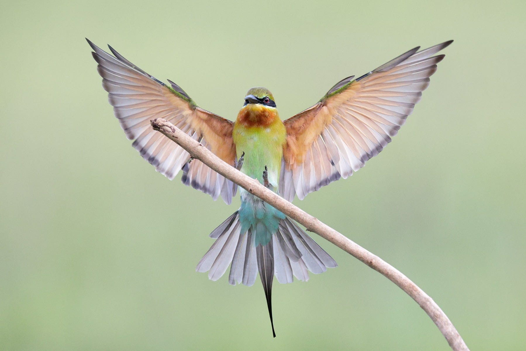 Blue-tailed bee-eater shot by Canon Photographer William Tan using Canon EOS R6