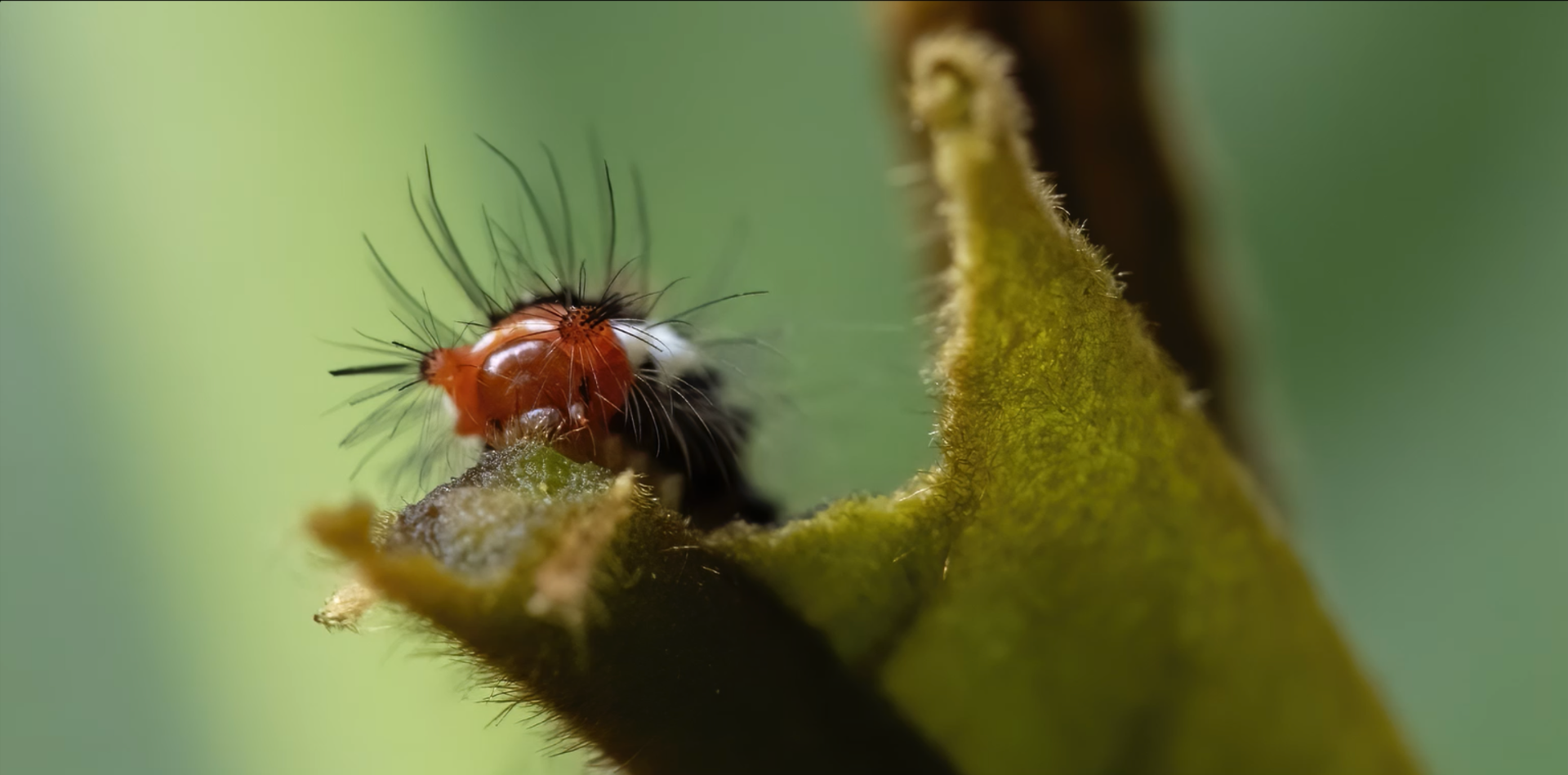 Hairy caterpillar photographed while eating a leaf