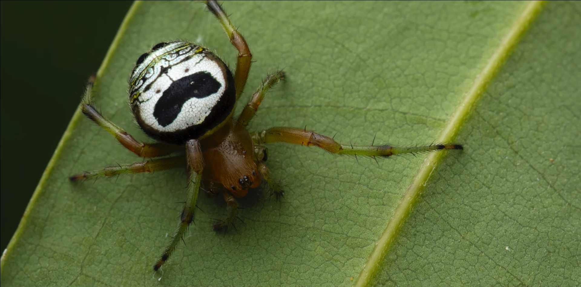 Black and white body spider shot with pale soft light