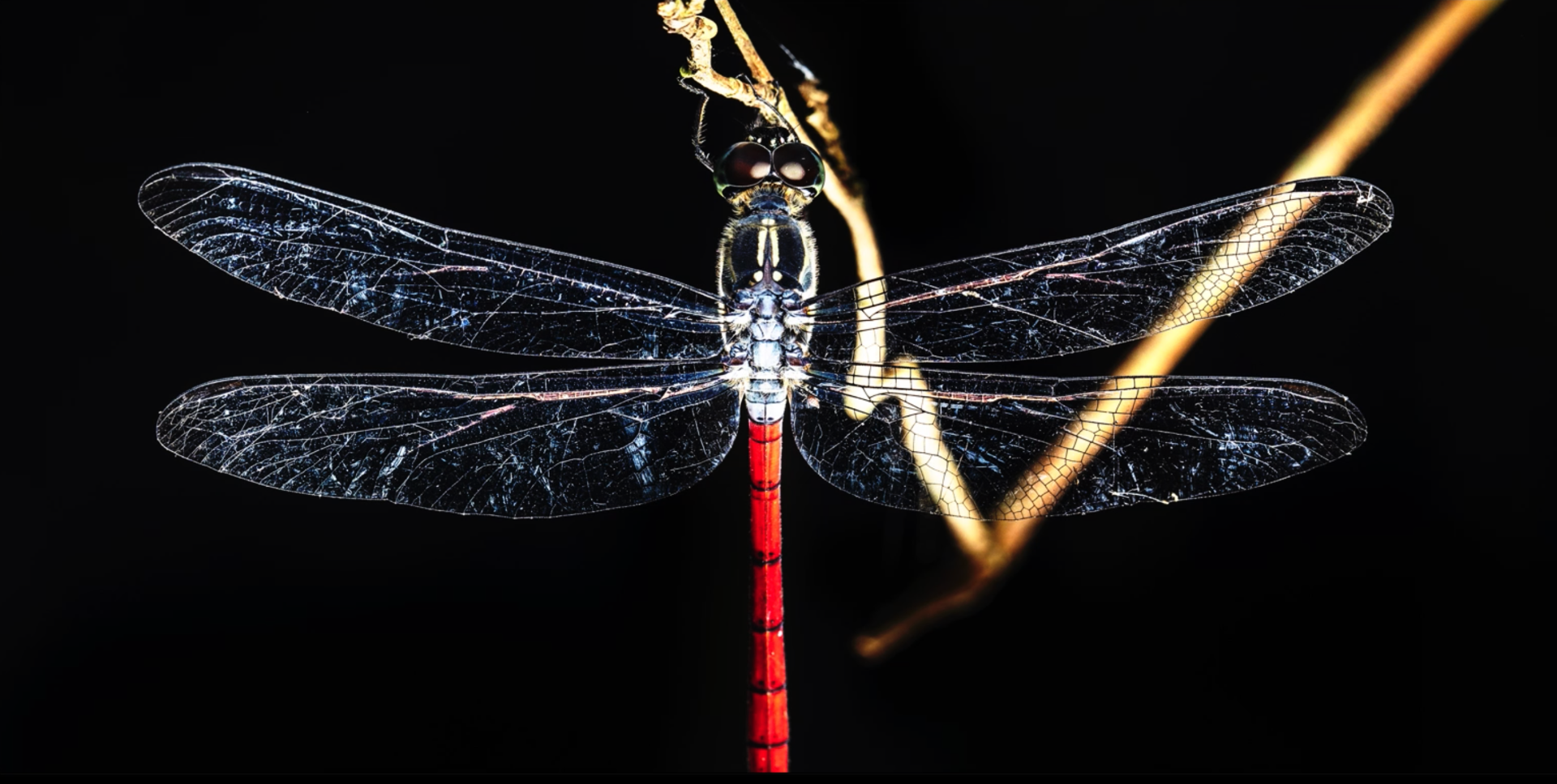 Dragon shot with flash that shows off the translucency of the wings