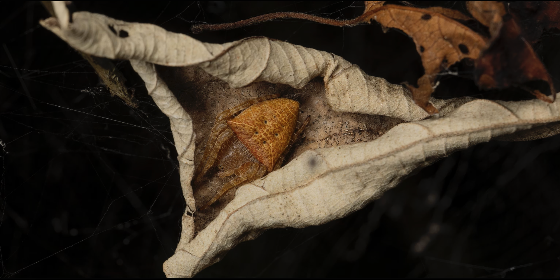 Partially camouflaged spider hidden in a dried leaf