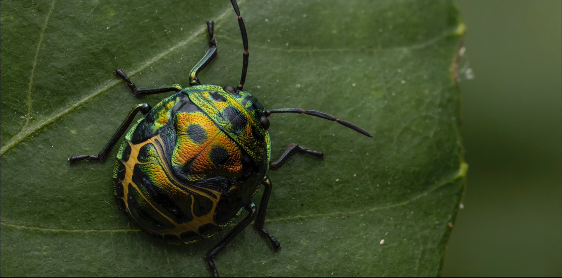 Small green beetle with orange and yellow markings