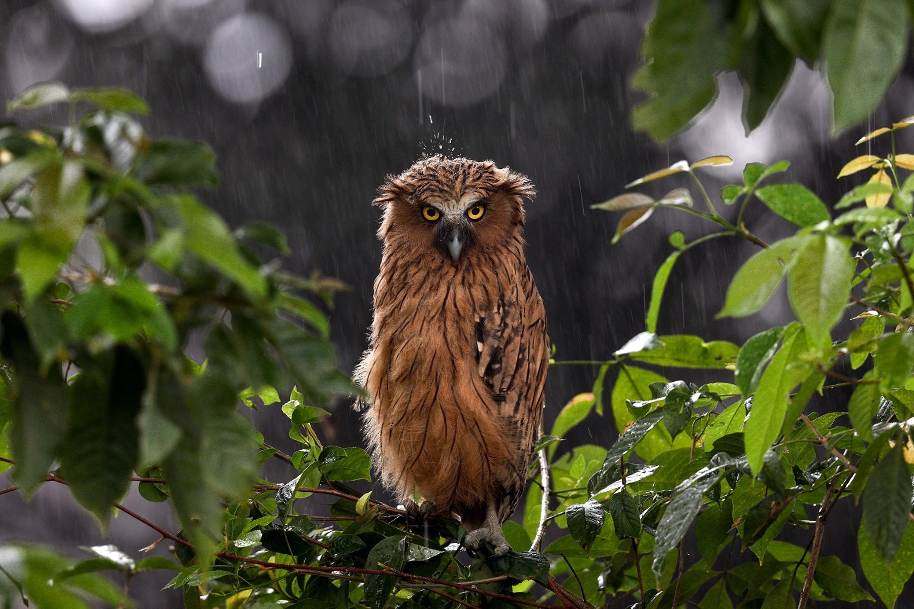 Buffy Fish Owl shot by Canon Photographer William Tan using Canon EOS R6