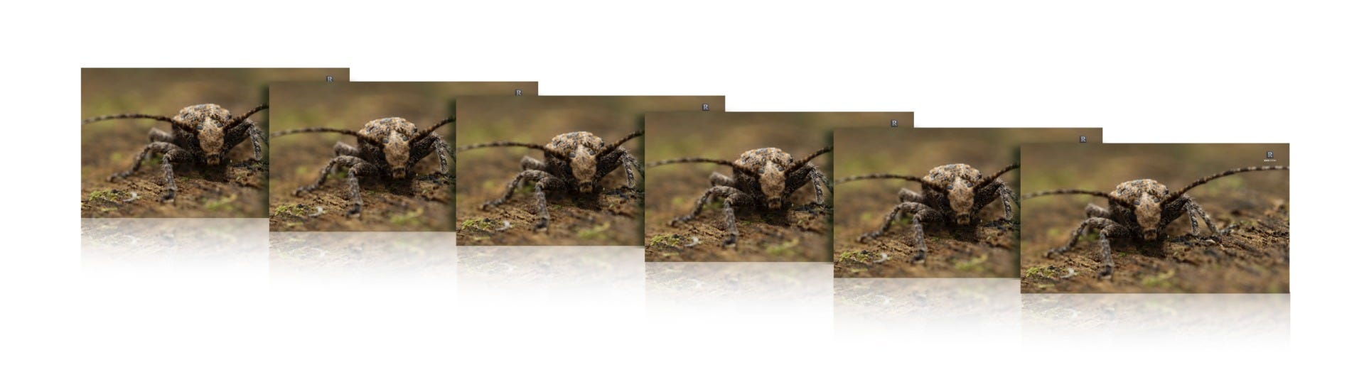 Focus stacked composite image of brown long antennae beetle